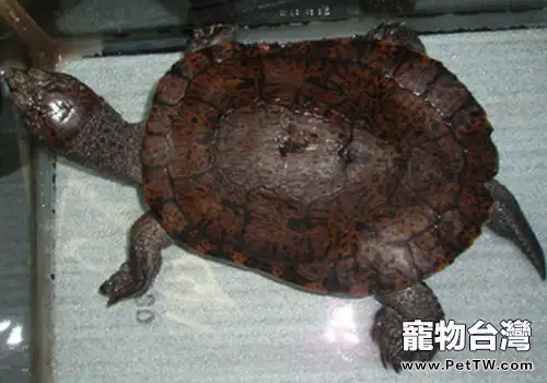 觀賞龜養護之寬胸癩頸龜