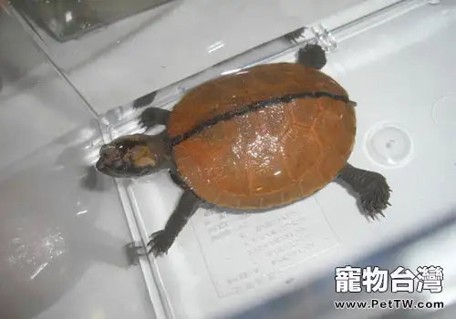 觀賞龜養護之加蓬側頸龜