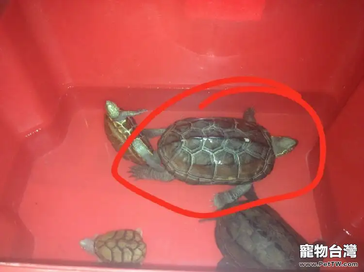 寵物龜難產怎麼辦(共5張圖片)-寵物台灣
