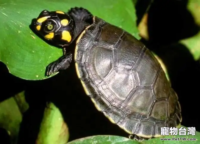 提高金龜產卵的方法(1圖)-寵物台灣
