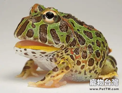 角蛙為什麼需要夏眠
