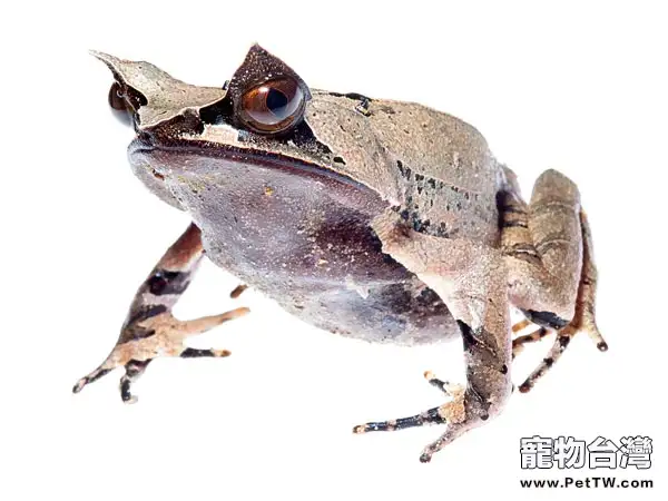角蛙的夏眠時間簡介(1圖)-寵物台灣