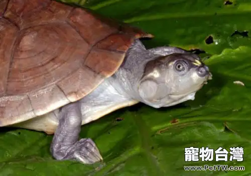 觀賞龜養護之六疣南美側頸龜