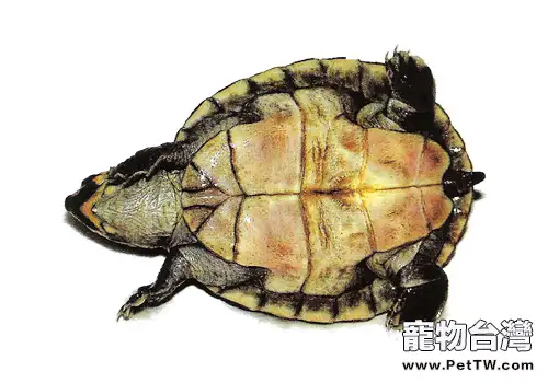 觀賞龜養護之黃頭南美側頸龜