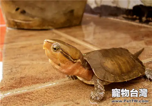 龜為什麼會腐甲?(1圖)-寵物台灣