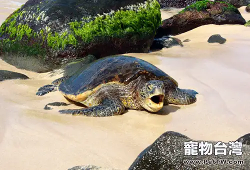 龜龜修剪指甲有助爬行(1圖)-寵物台灣