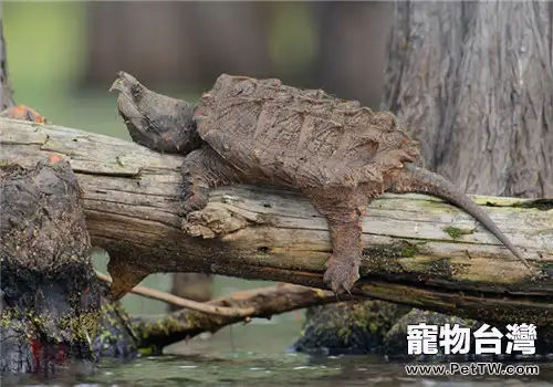 不同水龜的飼養方式有區別