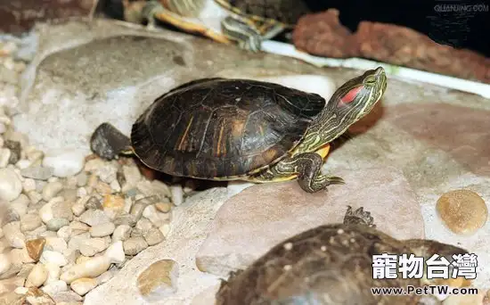 寵物龜腿部皮膚紅腫怎麼(1圖)-寵物台灣
