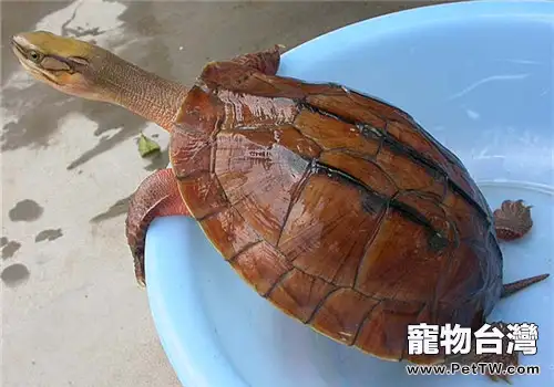 簡易小水龜的飼養法則