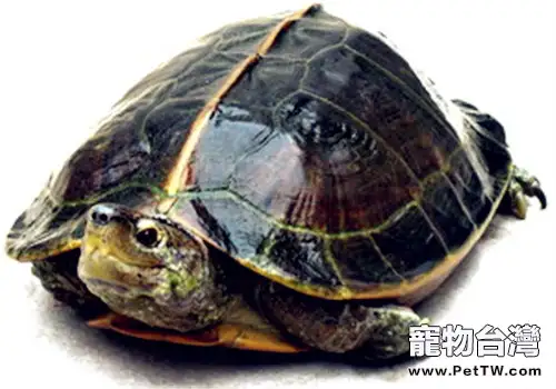 觀賞龜養護之亞洲巨龜