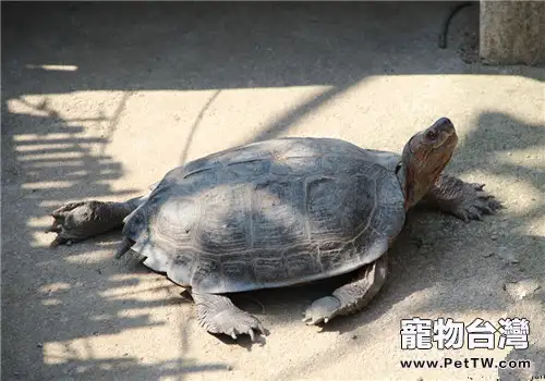 不要養太大的龜
