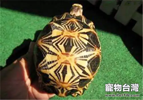 養龜前要考慮的問題(1圖)-寵物台灣