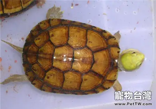 柴棺龜（石金錢龜 黃喉擬水龜 ）需要的飼養環境