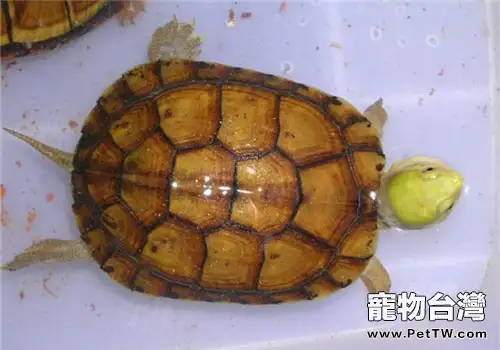柴棺龜(石金錢龜 黃喉擬水龜 )需要的飼養環境(1圖)-寵物台灣