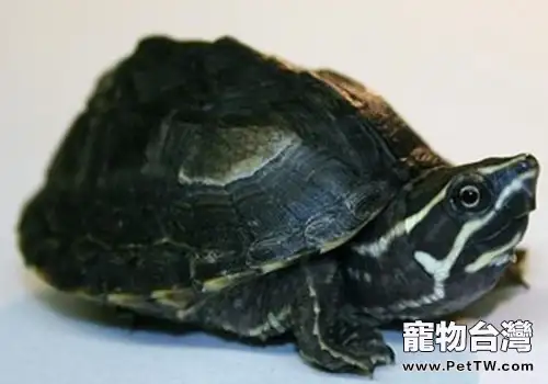 觀賞龜養護之密西西比麝香龜(1圖)-寵物台灣