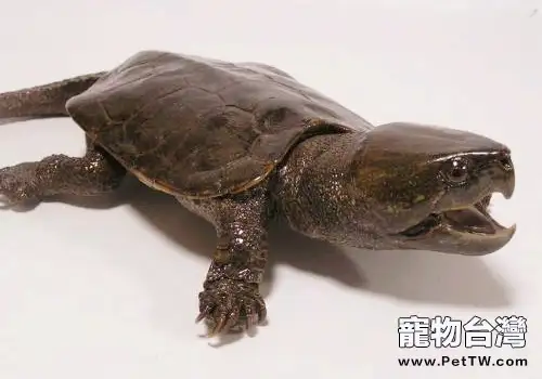 野生龜的馴化方法