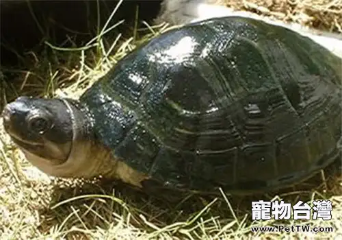 馬來西亞巨龜的選購與飼養方法(1圖)-寵物台灣