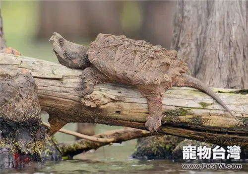 集約化養殖鱷龜的方法