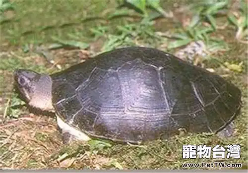 觀賞龜養護之馬來西亞巨龜(1圖)-寵物台灣