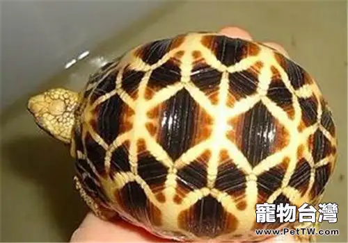 挑選陸龜時,須注意哪些事項?(1圖)-寵物台灣