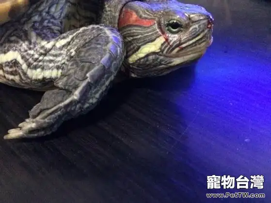 寵物龜摔傷的家庭處理方法(共6張圖片)-寵物台灣