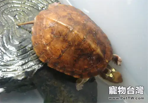 龜鱉爛皮病的防治方法(1圖)-寵物台灣
