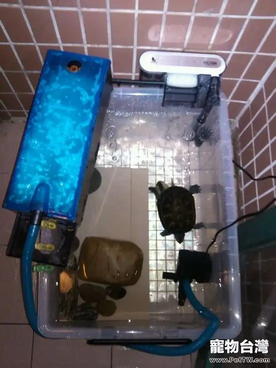 宿舍寵物水龜飼養指南之第一部分
