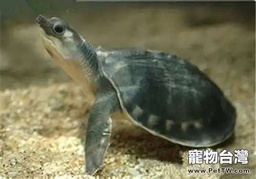 飼養豬鼻龜要注意的問題(1圖)-寵物台灣