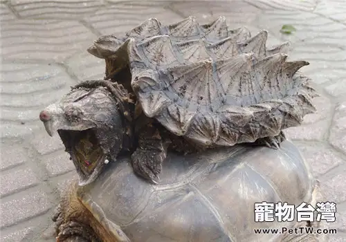 鱷龜易患的疾病有哪些?(1圖)-寵物台灣