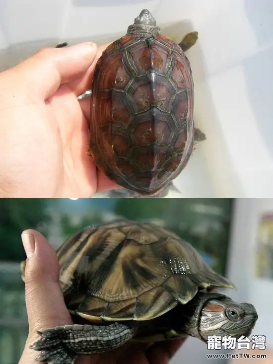 如何區分草龜與巴西龜