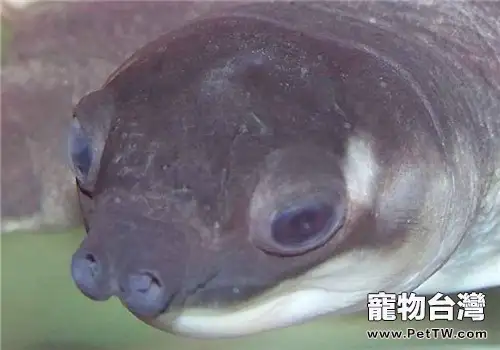 寵物龜到底適不適合干養?(1圖)-寵物台灣