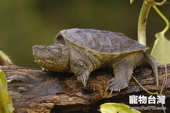 鱷魚龜卵孵化期間要注意什麼