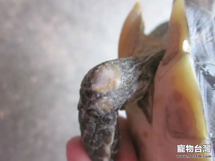 花龜前肢關節皮膚糜爛病例