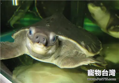 豬鼻龜飼養之提高層次版(1圖)-寵物台灣