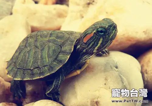 巴西龜脫皮怎麼辦(1圖)-寵物台灣