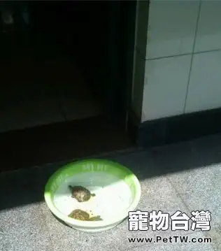 宿舍寵物水龜飼養指南之第二部分