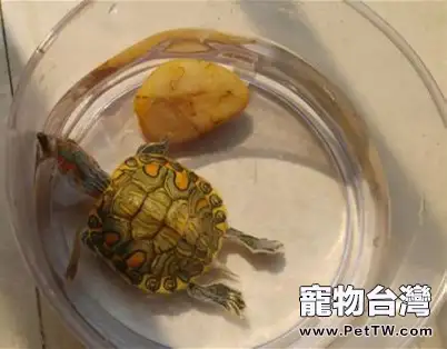 宿舍寵物水龜飼養指南之第二部分