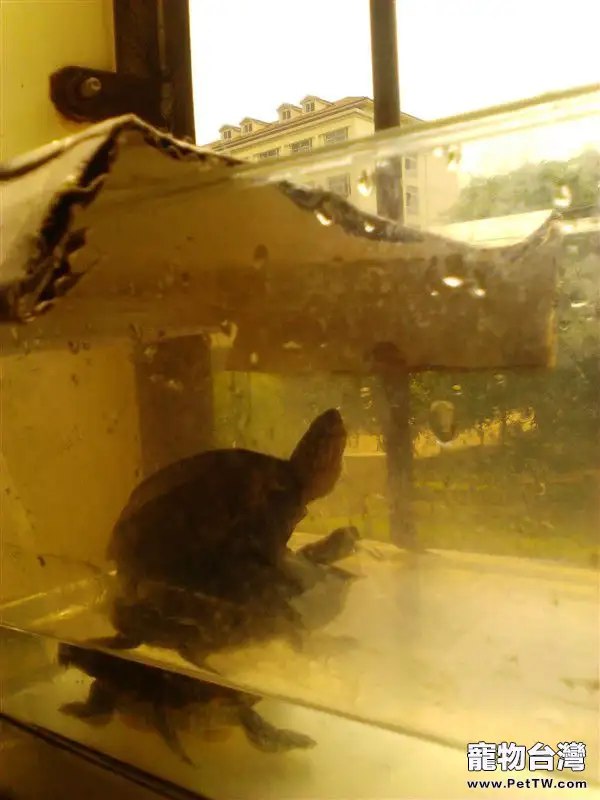 宿舍寵物水龜飼養指南之第二部分