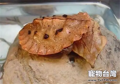 瑪塔龜的物種信息介紹(1圖)-寵物台灣
