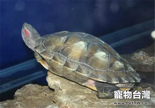 夏天應該怎麼養烏龜(1圖)-寵物台灣