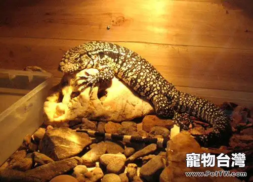 阿根廷泰加的飼養要點(1圖)-寵物台灣