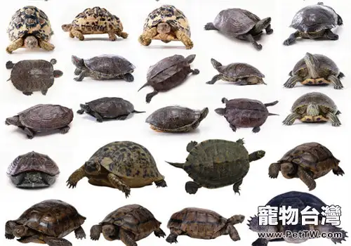 龜的分類基礎知識(1圖)-寵物台灣