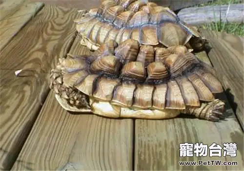 陸龜飼養常用的專業術語