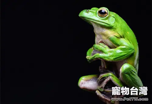 中華大泛樹蛙的飼養介紹