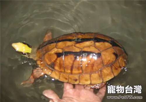 三線閉殼龜的人工飼養方法(1圖)-寵物台灣