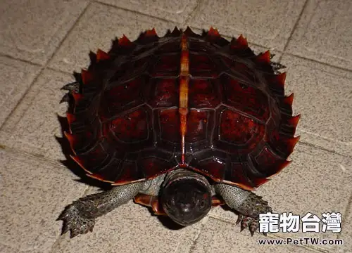 飼養刺山龜的知識介紹