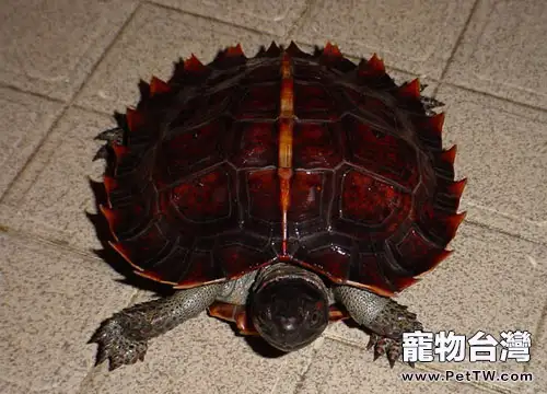 飼養刺山龜的知識介紹(1圖)-寵物台灣