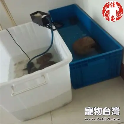 寵物龜疾病護理方法介紹系列之病房設計(共7張圖片)-寵物台灣