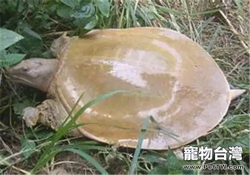 野生山瑞鱉人工馴養(1圖)-寵物台灣