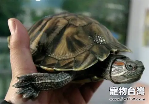 巴西龜怕人怎麼辦(1圖)-寵物台灣